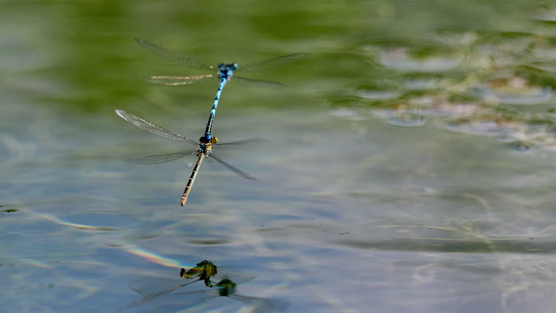 Enguera, un tesoro de biodiversidad